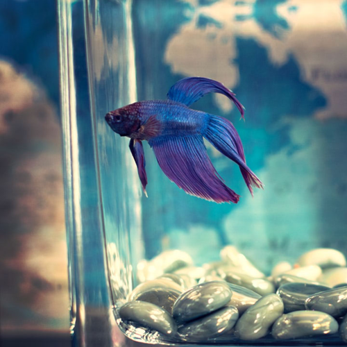 How to move your pet fish safely