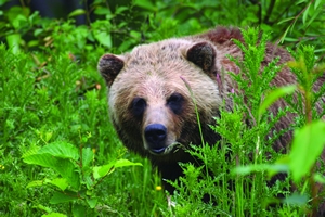 A Canadian brown bear