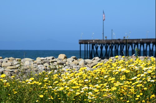 Yellow flowers in California with Ventura Pier and Ventura State Beach in the background