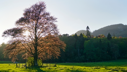 A green, tree-surrounded park next to Dunkeld Cathedral, Scotland.