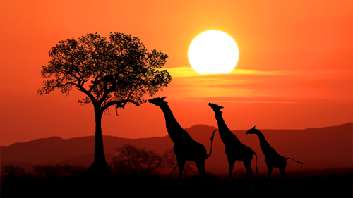 Giraffe silhouettes at sunset in South Africa.