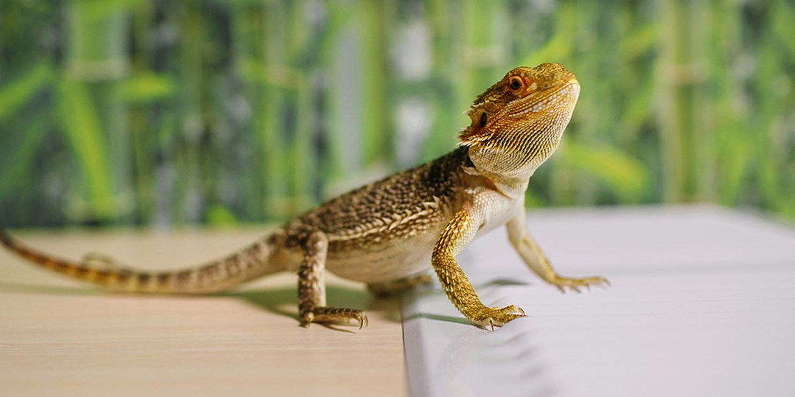 Tips & Advice For Moving With Reptiles