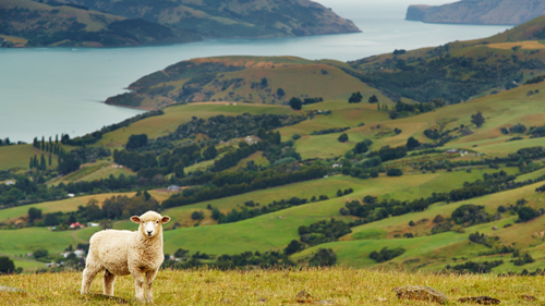 New Zealand sheep looking at the camera with a valley and ocean behind