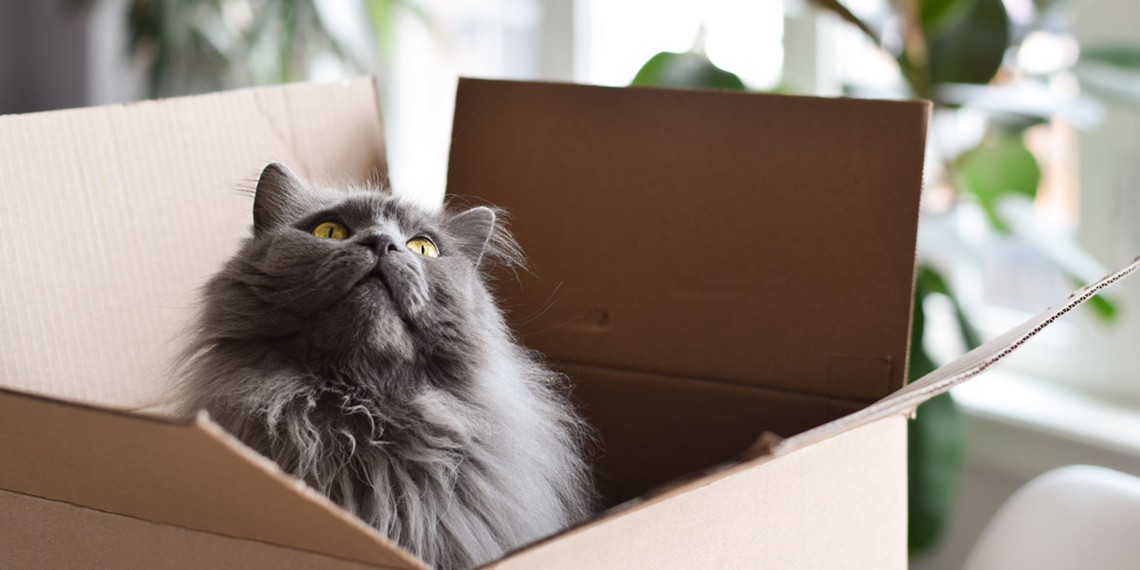 Purr-fect Moves: Top Tips for Relocating with Feline Friends