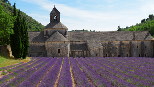 Purple lavender fields in Provence, France