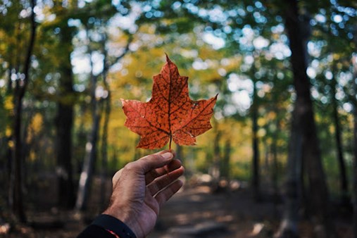 Person holding a maple leaf in Westmount, Canada