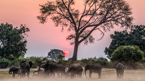 Zimbabwe’s elephants playing under the sunset