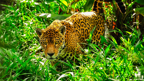 Staring  Jaguar creeping forward surrounded by green plant life