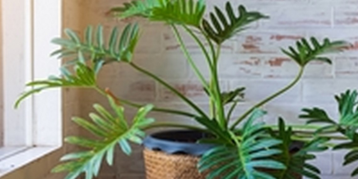Houseplant Buying Guide