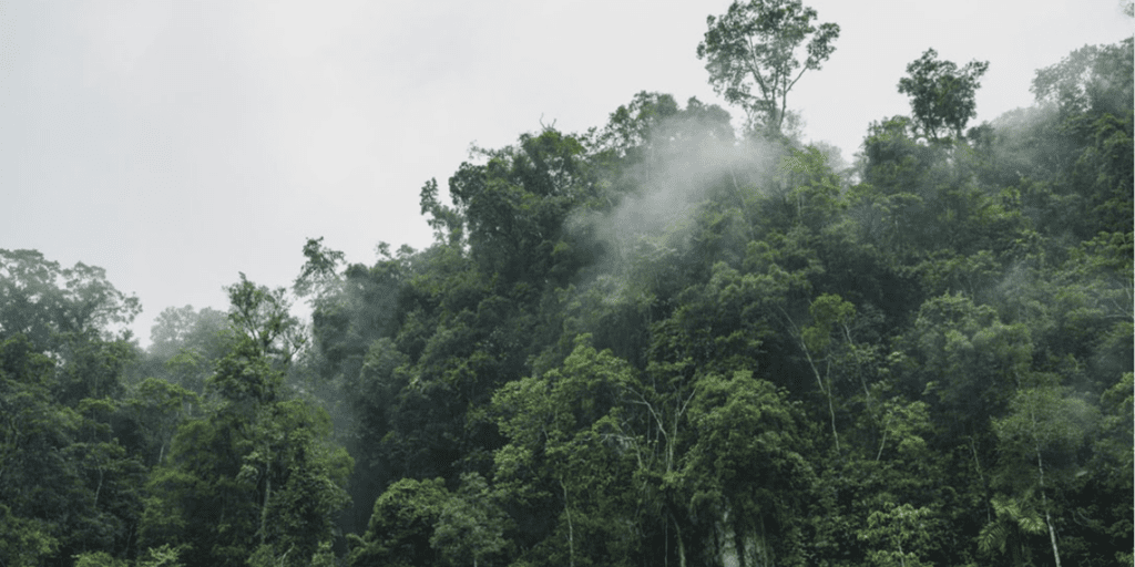 Carbon balance your move… Plant a tree!
