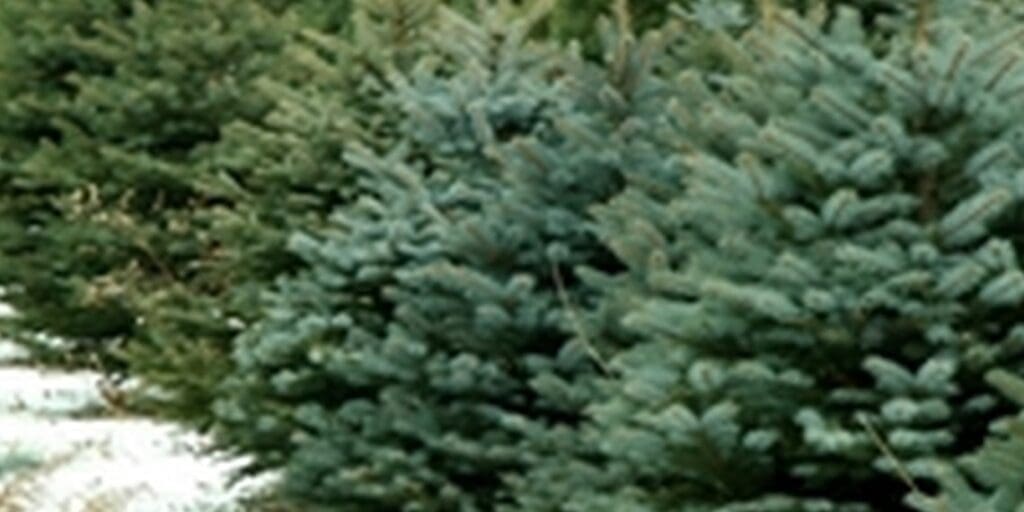 Christmas Tree Buying Guide