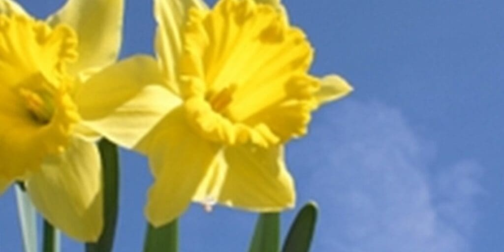Happy St David’s Day Wales.