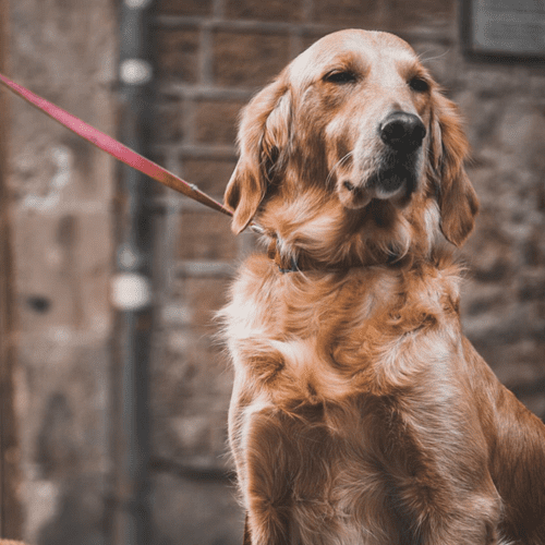 how to move home safely with your pet dog