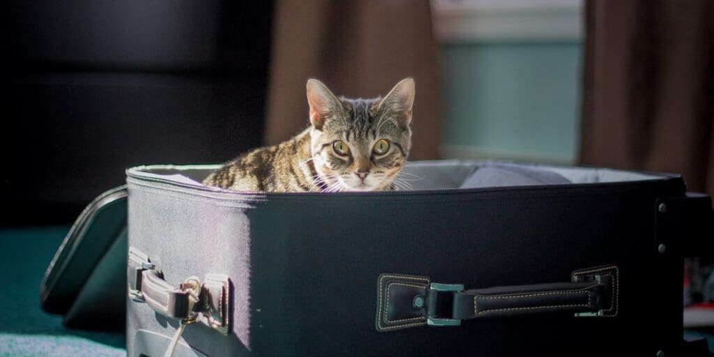Moving Overseas With Your Pet